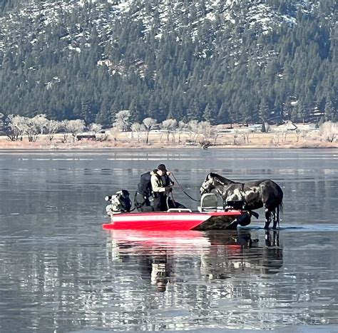 Adopters praise the washoe county regional animal services reno nv 12
