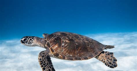 Sea Turtle Swimming in Sea · Free Stock Photo