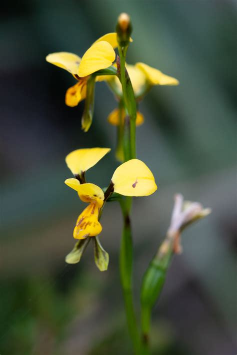 Environmental Impact Assessment - Wildsite Ecological Services