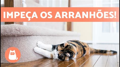 Como Evitar Que Meu Gato Arranhe Os M Veis Causas E Solu Es