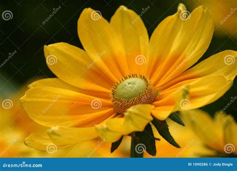 Beautiful Yellow Flower Stock Photo Image Of Botanical 1090286