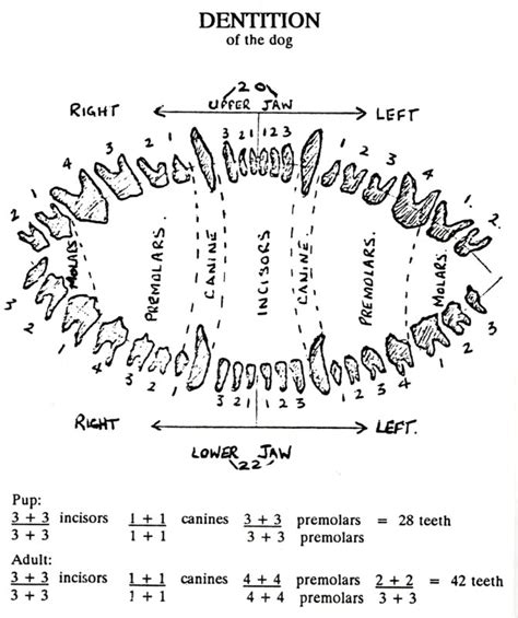 German Shepherd Teeth Diagram German Shepherd Teeth