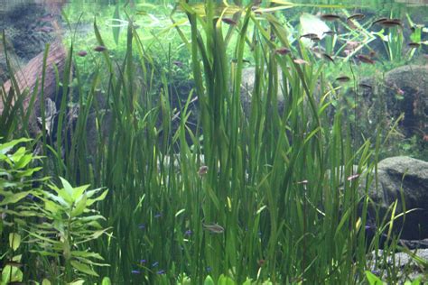 Vallisneria Gigantea