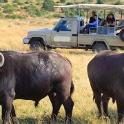 Day Maasai Mara Joining Safari At Sopa Luxury Lodge Getyourguide