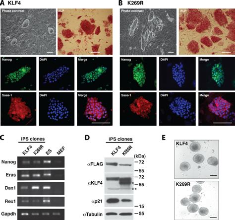 Characterization Of Ips Cell Clones Expressing Wild Type Or Mutant