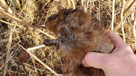 Muskrat Trapping In Culverts Youtube