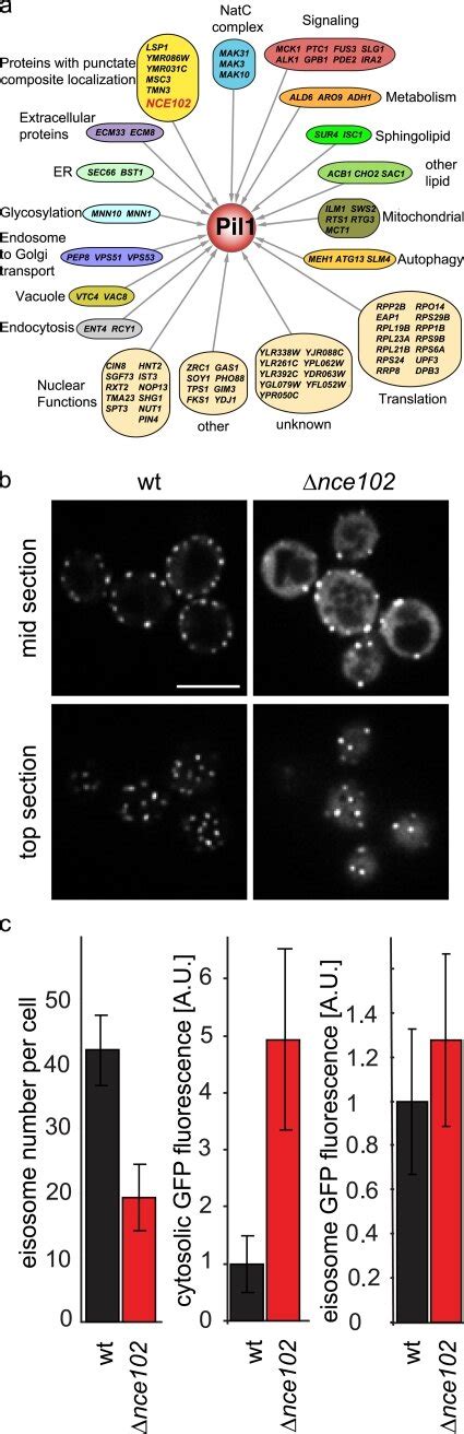 A Functional Genomic Screen Reveals Genes Required For Eisosome