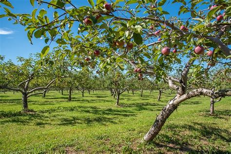 Orchards And Farms Experience Destination Door County