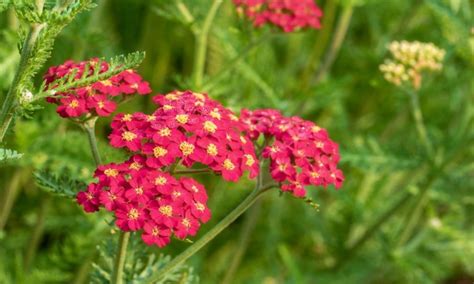 Yarrow Plants Species And Varieties: Our Top 9 - Gardender