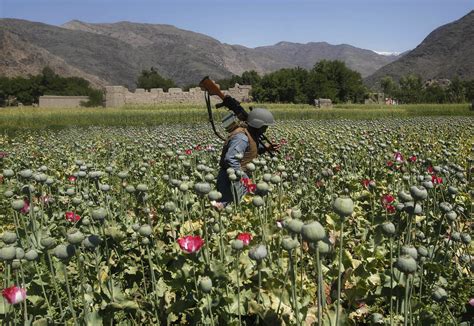 Afghan Opium At All Time High Despite 76b Spent Fighting It