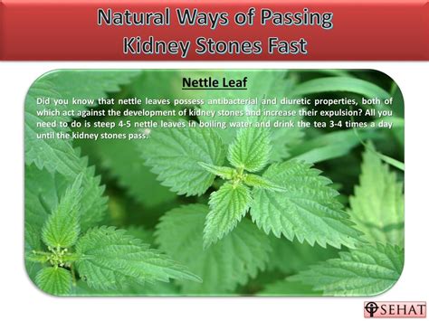 PPT - Natural Ways of Passing Kidney Stones | Sehat.com PowerPoint