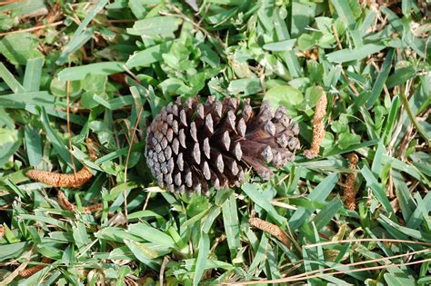 Pine Cones From Florida Slash Pine Pinus Elliotti Densa Flickr