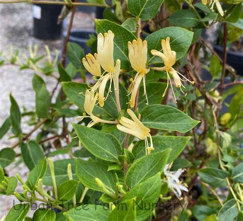 Lonicera Japonica Halliana Urban Tree Farm Nursery