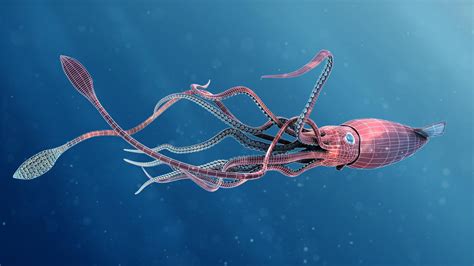 Giant Squid Wallpapers Wallpaper Cave