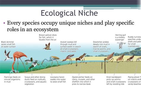 4 6 Species Role In Ecosystems