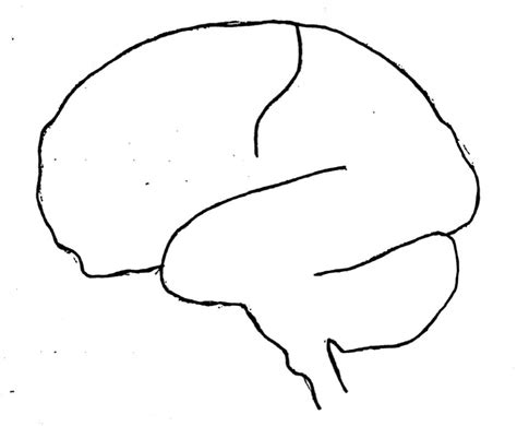 Clinical Neuro Quiz 2 Brain Lobes Fissures Diagram Quizlet