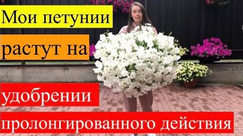 Чем кормить петунии после высадки в кашпо? Какое удобрение ...