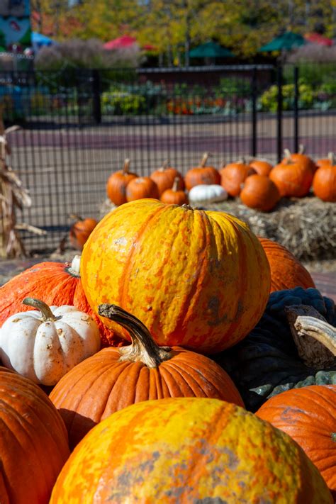 Lincoln Park Zoo | Chicago IL