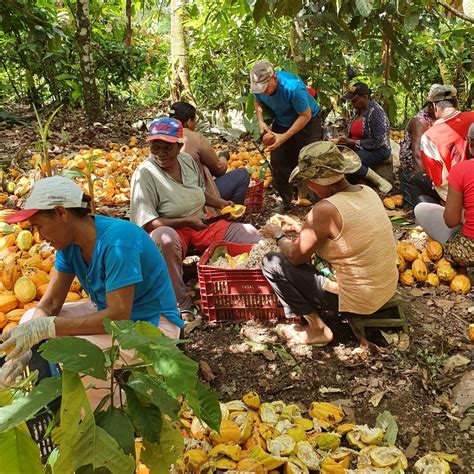 Graças a reforma agrária comunidade produz seu próprio cacau no sul da