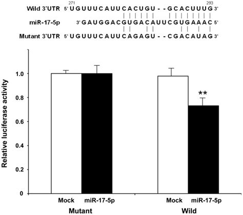 Mir 17 5p Inhibited The Luciferase Activity Of The Wild Type Map3k8