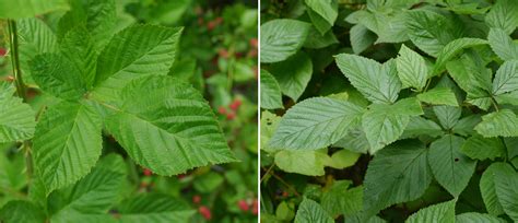 Blackberry Black Raspberry Identify That Plant