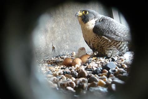 Peregrine Falcon - Kentucky Department of Fish & Wildlife