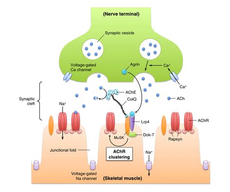 Myasthenia Gravis - Samir P. Macwan, MD