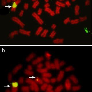 Fluorescent In Situ Hybridization Using S Rdna Probe A Metaphase Of