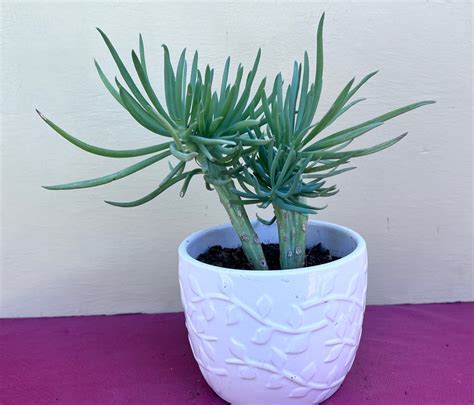 Mermaid Tail Succulent Plant,rare Succulent,exotic Succulent,crested ...