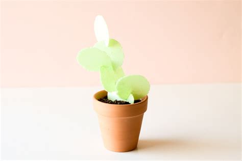 Edible Cactus Treat | Handmade Charlotte