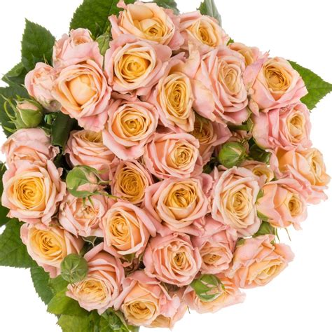 Rose Verzweigt Rosa Peach Yo Yo Blute Cm Rosen Tros Holland