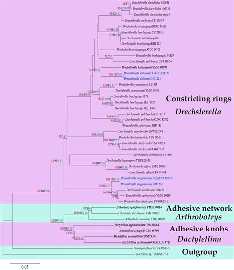 Maximum Likelihood Tree Based On Combined Its Tef1 α And Rpb2