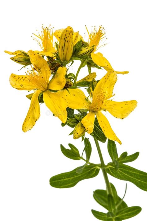 Flores De La Hierba De San Juan Perforatum Del Hypericum Aisladas