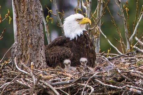 color   bald eagle egg infoupdateorg