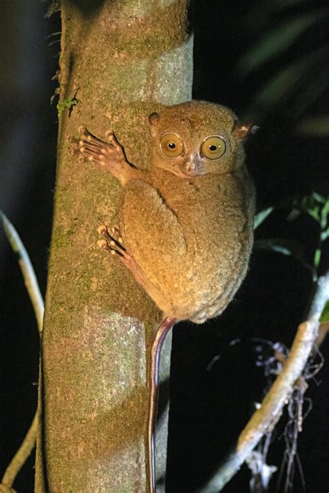 Horsfields Tarsier Cephalopachus Bancanus Danum Valley S Flickr