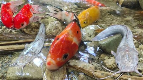 Menemukan Ikan Mas Koki Oranda Di Sungai Ikan Hias Ikan Lele Jumbo