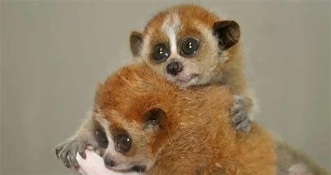 Slow Loris Eyes