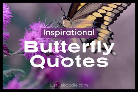 75 Best Butterfly Quotes And Inspiring Sayings ListCaboodle