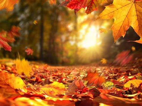 Frosty Autumn Morning Wallpapers Wallpaper Cave