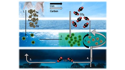 Ocean iron fertilization schematic. 1. Iron is added to High Nutrient... | Download Scientific ...