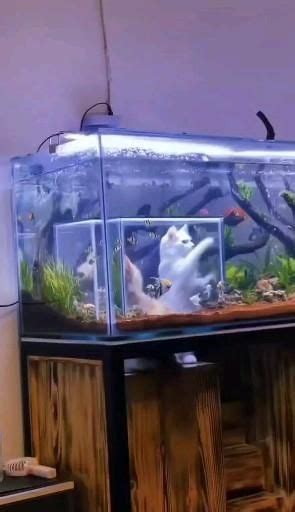 Cat Peek Fish Tank Aquarien Terrarien Zimmer Deko Ideen