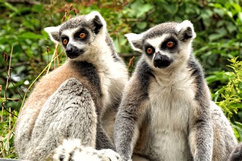 Lemurs Of Madagascar Rainforests