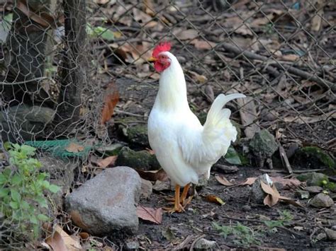 White Leghorn Chicken Breed