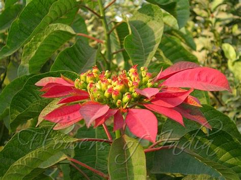 Euphorbia Pulcherrima Poinsettia