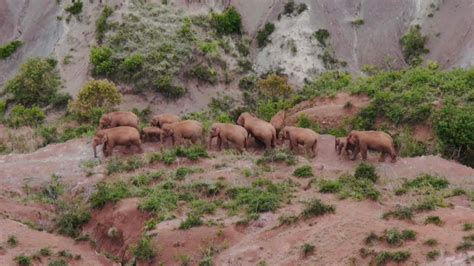 China S Migrating Elephant Herd Heads 9 3 Km Further North Cgtn