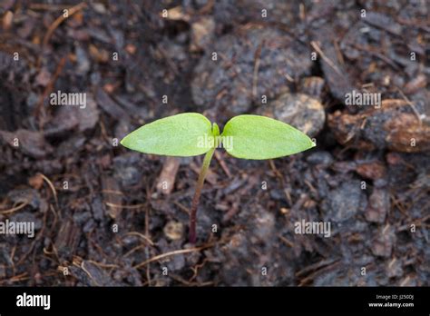 Grow Chilli Pepper Seedlings Hi Res Stock Photography And Images Alamy