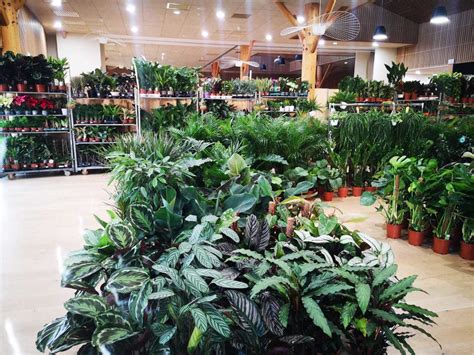 Rouen Une Grande Vente De Plantes Petits Prix Durant Trois Jours Au