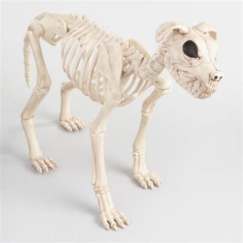 Dog Skeleton Sitting