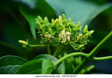 Gymnema Sylvestre Plant Stock Photos and Pictures - 219 Images ...