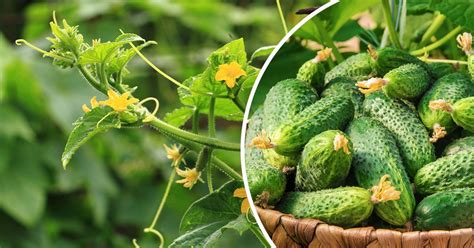 Удобрение для огурцов, чтобы получить хороший урожай